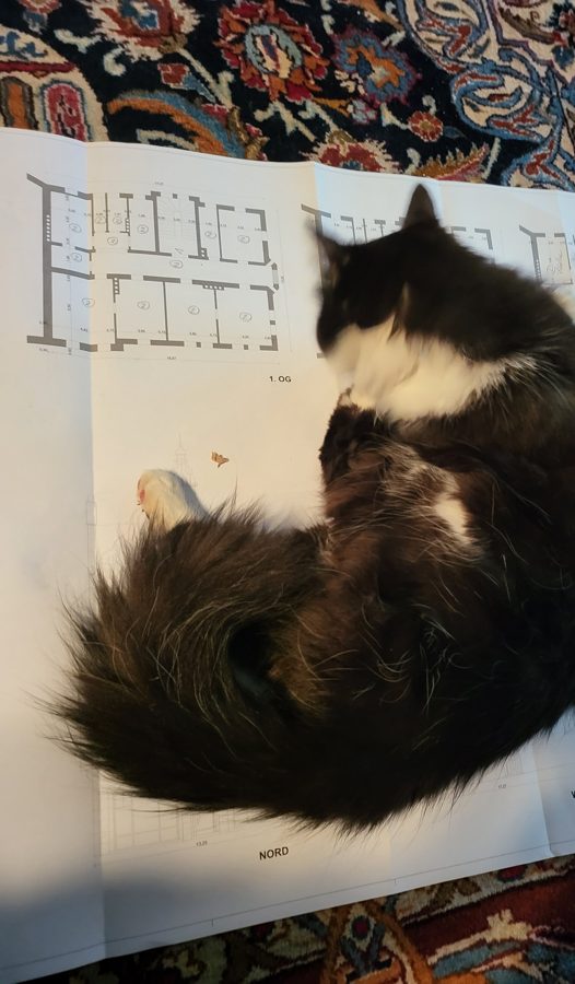 Katze auf dem Plan