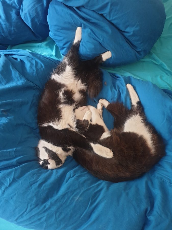 Zwei Katzen
