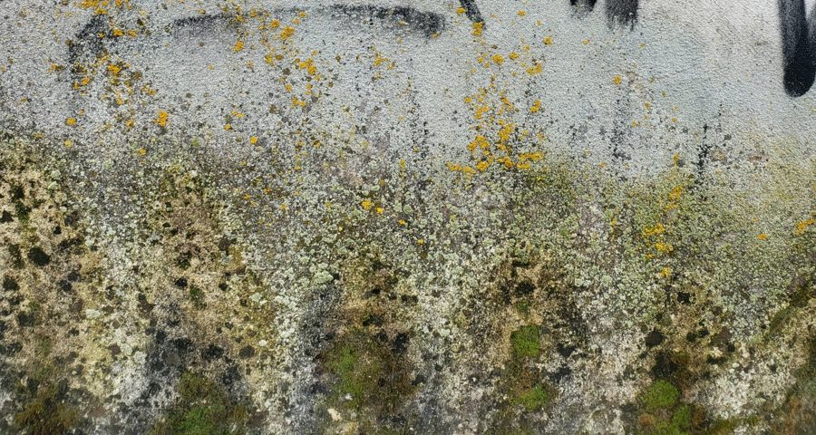 Flechten an der Wand