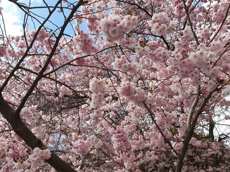 Kirschblüte